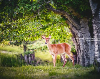 Fine Art Nature Photo Print -Metallic Paper -Young Buck In Cherry Tree Orchard  -Deer Art -Home Decor -Wildlife Animal Photography