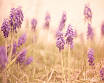 Flowers Purple Grape Hyacinth -Spring Botanic Nature Vintage -Home Decor Wall Art -Fine Art Photograph Print -Dreamy Bedroom Living Room Art