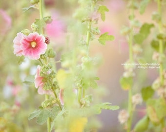 Grandmas Flower Garden -Summer Hollyhocks -Fine Art Print OR Canvas Gallery Wrap -Home Decor -Wall Art