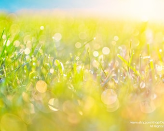 Spring Sunshine Dew Covered Grass -Yellow Wall Art for Nursery or Living Room -Fine Art Nature Photography Print OR Canvas Gallery Wrap