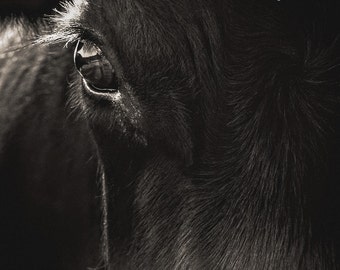 Black Angus Cow Closeup -Farm Animal Cattle -Home Decor Fine Art Print -Farm House Wall Art Decor -Black & White -Farm And Ranch Cow Art