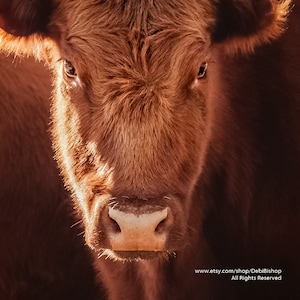 Red Angus Cow Art-Farm & Ranch Cattle-boerderijdier-Home Decor Wall Art-Fine Art Photography Print op metallic papier-dierenarts muur