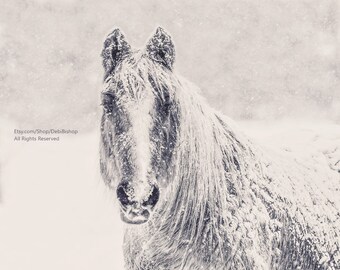 Winter Horse Portrait -Equine Art  -Black And White Photography -Minimalistic Home Decor -Wall Art -Fine Art Nature Print On Metallic Paper