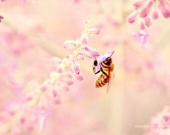 Honey Bee on Lavender -Fine Art Nature Photography -Summer Flower Garden -Pink & Yellow -Home Decor Wall Art -Girl Bedroom Decor