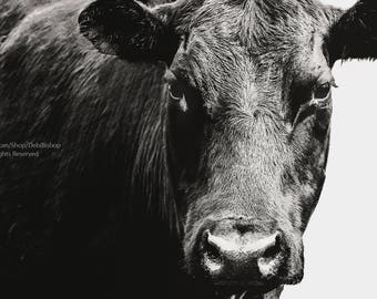 Big Black Angus Cow Art Closeup - Farm Animal -Photography -Cow Print -Farmhouse Home Decor Fine Art Print - Black And White - Wall Art