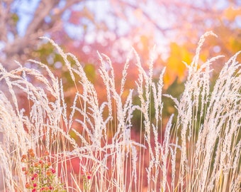 Summer Breeze Canvas Gallery Wrap Wall Art -Fine Art Nature Photo -Ornamental Grass & Beautiful Bokeh  -Pink And Orange