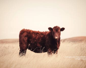 Red Angus Cow On Grassy Montana Prairie | Farm & Ranch Animal | Cattle | Home Decor Fine Art Photography Print | Veterinarian Wall Art