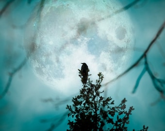 Full Moon Raven -Bird Crow Art-Nature Night Sky Forest Silhouette-Cyan Teal Blue Black Night-Home Decor Wall Art -Fine Art Photograph Print