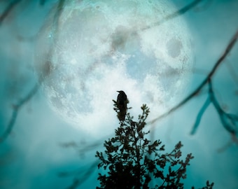 Full Moon Raven -Bird Crow Art-Nature Night Photography Silhouette-Cyan Teal Blue Black Night-Home Decor Wall Art -Fine Art Photograph Print