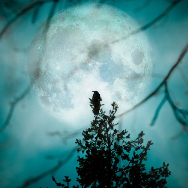 Full Moon Raven -Bird Crow Art-Nature Night Photography Silhouette-Cyan Teal Blue Black Night-Home Decor Wall Art -Fine Art Photograph Print