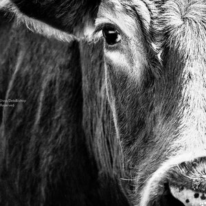 Big Black Angus Cow Very Closeup - Farm Animal Cow Art -Photography Black & White - Home Decor -Fine Art -Canvas Gallery Wrap - Wall Art