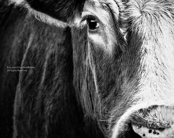 Big Black Angus Cow Very Closeup - Farm Animal Cow Art -Photography Black & White - Home Decor -Fine Art -Canvas Gallery Wrap - Wall Art