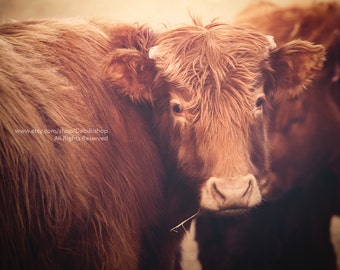 Pretty Red Cow Portrait -Farm & Ranch Agriculture -Farm Animal -Cow Art -Fine Art Photo Print Metallic Paper -Farmhouse Home Decor Wall Art