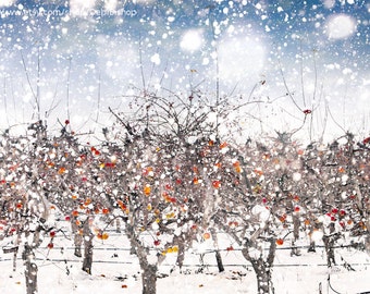 Winter Snow Storm In Apple Orchard -Fine Art Photograph Print -Nature Home Decor Wall Art -Red White Blue