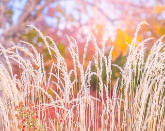 Summer Breeze Fine Art Nature Photo Print -Metallic Paper -Ornamental Grass & Beautiful Bokeh -Garden Art Pink And Orange