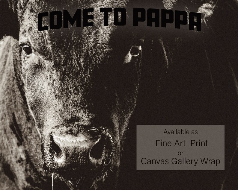 May include: Sepia-toned close-up of a black bull's face, with the text "COME TO PAPPA" across the top. The image is available as a fine art print or canvas gallery wrap.