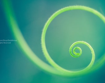 Circle of Life  -Canvas Gallery Wrap OR Fine Art Print -Green Garden Tendril Spiral -Tranquil Scene -Abstract Minimalist Home Decor Wall Art