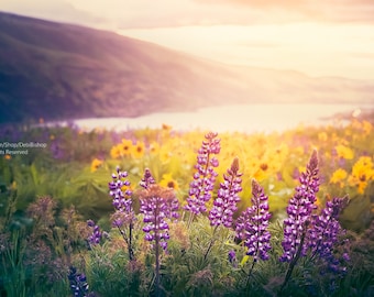 Wildflower Sunrise Columbia Gorge -Purple Lupine and Golden Balsamroot Flowers  Morning Sunrise Sunlight Pacific Northwest -Photograph Print