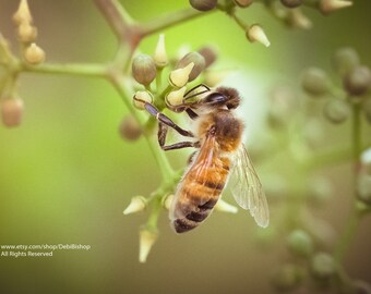 Dreamy Honeybee -Available As Canvas Gallery Wrap OR Fine Art Nature Photography Print -Home Decor Wall Art -Honey Bee Art -Macro Photo