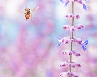 Honey Bee Hovering In Lavender Garden Flowers - Spring Summer Nature - Pink & Blue - Home Decor Wall Art - Fine Art Photograph Print