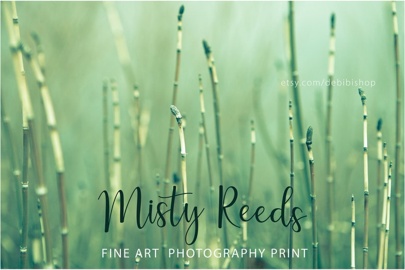 Misty Reeds Horsetail Grass Fine Art Nature Print Peaceful Nature Spring Green Serenity Minimalist Zen Wall Art Photography Home Decor image 2