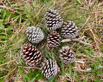 Small pine cones for crafting 2-3” - 1 dozen
