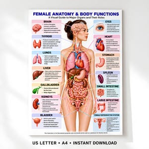 Puede incluir: Un póster educativo titulado FEMALE ANATOMY & BODY FUNCTIONS que presenta una ilustración central de un cuerpo humano con órganos internos etiquetados. El texto incluye descripciones para el cerebro, tiroides, pulmones, hígado, vesícula biliar, riñones, vejiga, ojos, corazón, estómago, bazo, intestino delgado, intestino grueso y el sistema reproductor femenino.