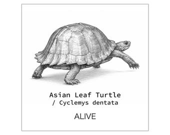 Asian Leaf Turtle / Cyclemys dentata / Female | Turtle Art ALIVE Series Sticker
