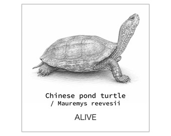 Chinese Pond Turtle / Mauremys reevesii / Female | Turtle Art ALIVE Series Sticker
