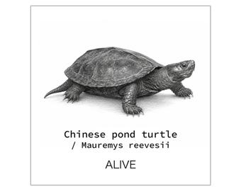 Chinese Pond Turtle / Mauremys reevesii / Male | Turtle Art ALIVE Series Sticker