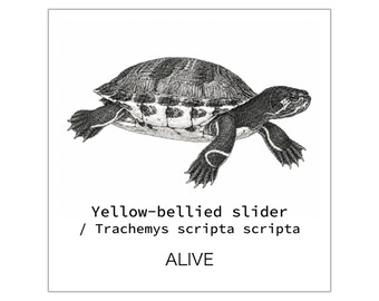 Yellow-bellied Slider / Trachemys scripta scripta / Female | Turtle Art ALIVE Series Sticker