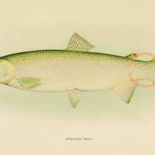 Steelhead Trout, 1907: Digitaal beeld - Instant Download