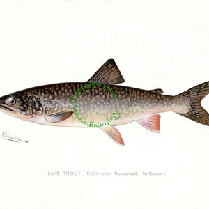 Vintage fish print digital download: Lake Trout print, by S. F. Denton, 1903