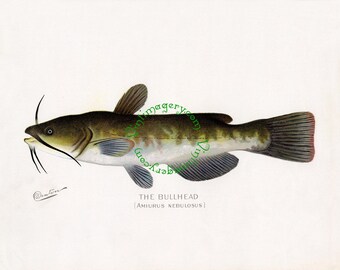 Vintage fish print digital download: Bullhead Catfish, by S. F. Denton, 1903