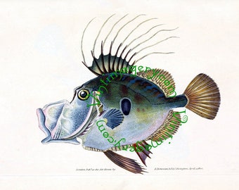 Vintage fish print digital download: British Fishes No. 7, by Edward Donovan, 1802