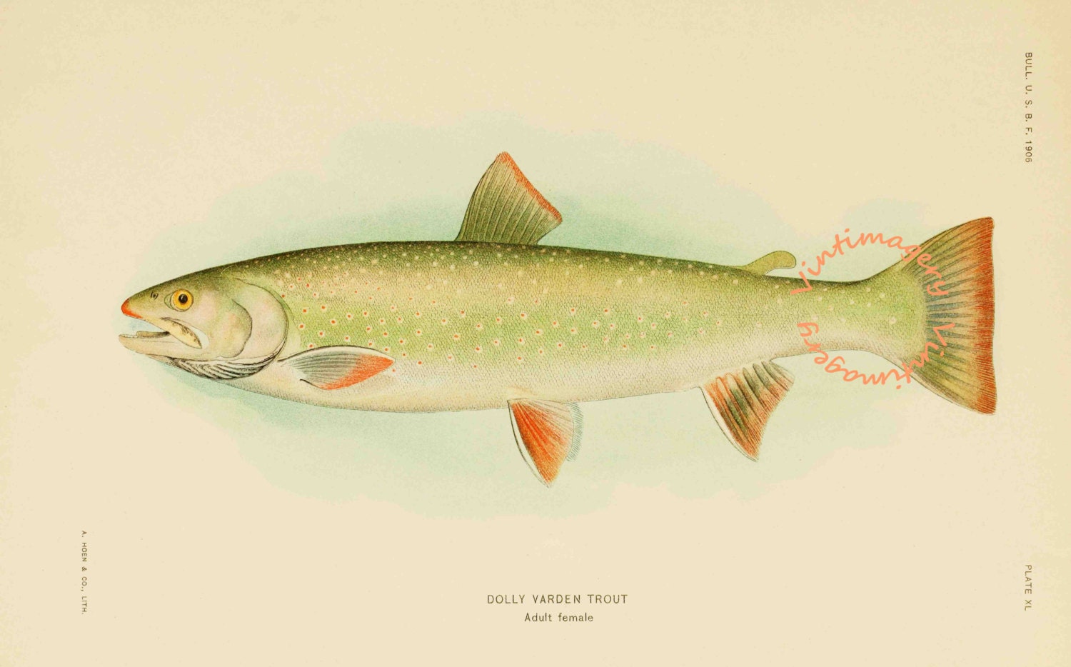 dolly varden trout dolly varden trout