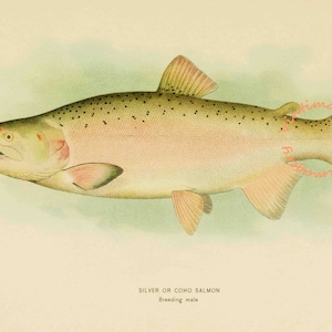 Silver/Coho Salmon - Breeding Male, 1907: Digital Image - Instant Download