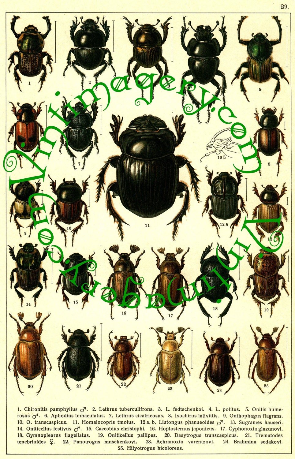 Live Dung Beetle - Etsy