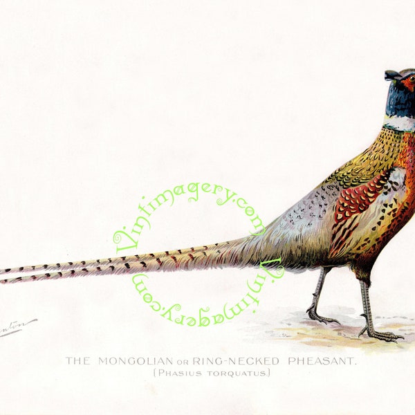 Vintage bird print digital download: Ring-necked Pheasant, by S. F. Denton, 1903