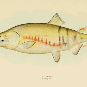 Dog Salmon - Breeding Male, 1907: Digital Image - Instant Download