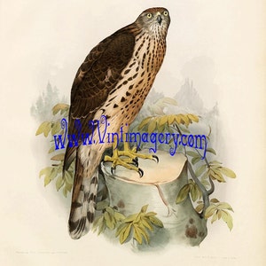 Vintage bird print digital download: Falcon No. 1, 1853