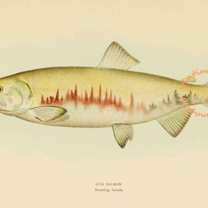 Dog Salmon - Breeding Female, 1907: Digital Image - Instant Download