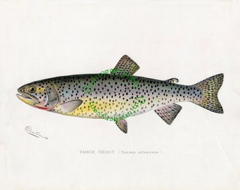 Vintage fish print digital download: Tahoe Trout, by S. F. Denton, 1903
