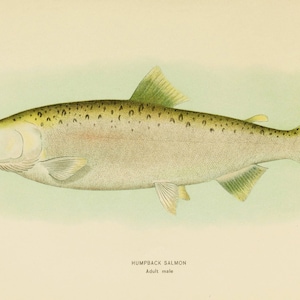 Humpback Salmon - Male, 1907: Digital Image - Instant Download