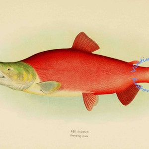 Red Salmon - Breeding Male, 1907: Digital Image - Instant Download