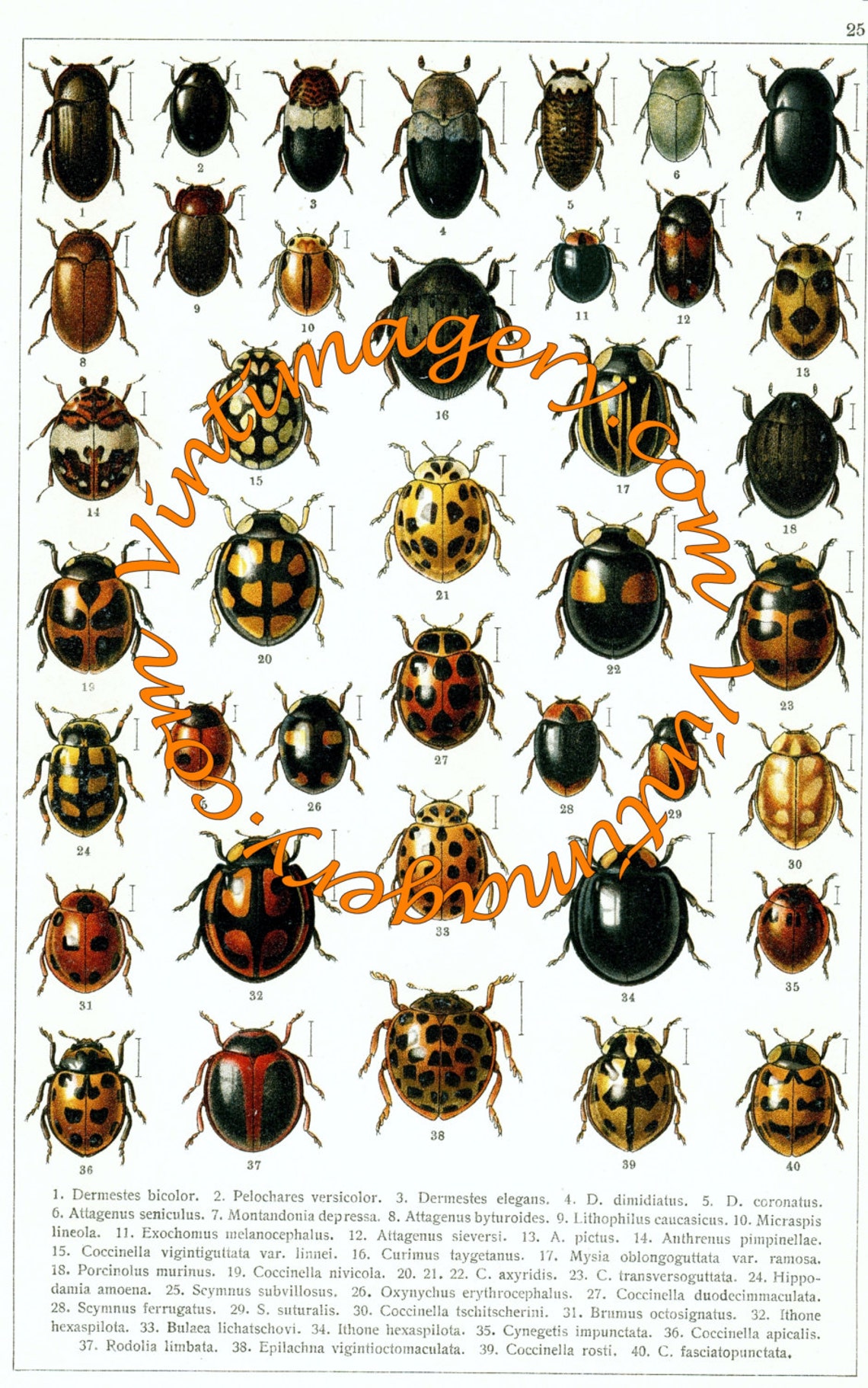 Vintage Insect Print Digital Download: Beetles of Russia, No. 25, Circa ...