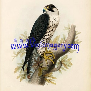 Vintage bird print digital download: Falcon No. 3, 1853