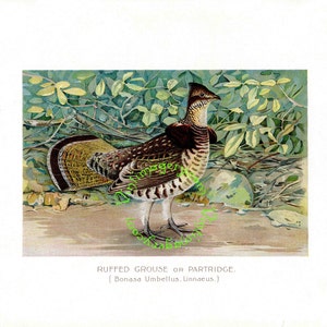 Kragenhuhn drucken, 1903: Vintage Bird Drucken digitalen Download