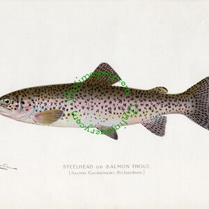 Steelhead Forellen zu drucken, von S. F. Denton, 1903: Vintage Fish Druck Digitalbild