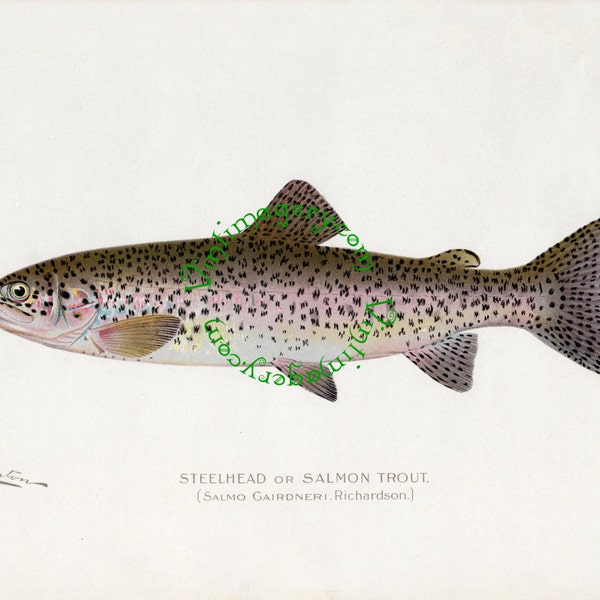 Steelhead forel afdrukken, door S. F. Denton, 1903: Vintage vis digitale afbeelding afdrukken